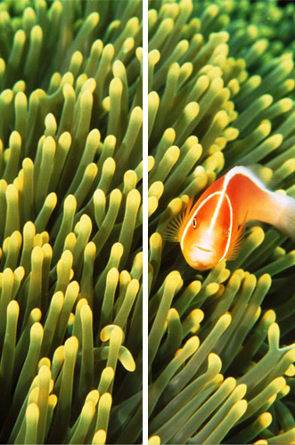 Увеличить Рыбка