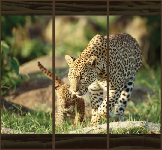 Увеличить Леопард