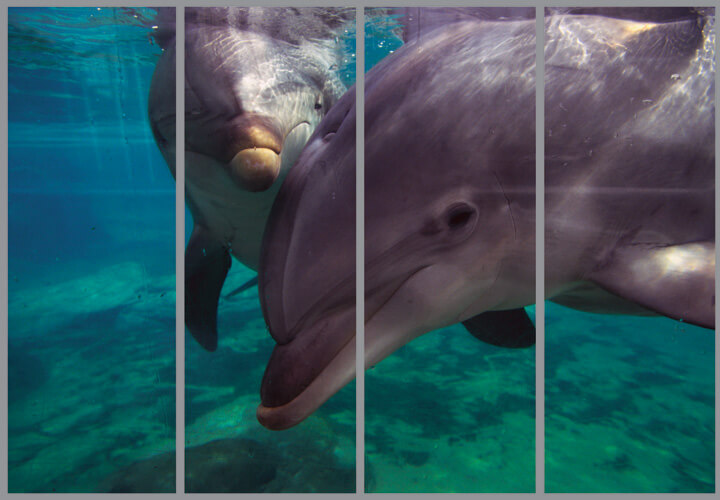 Увеличить Дельфины